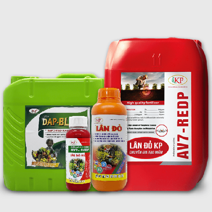 Lân Đỏ – Kích Rễ, Bung Đọt, Chống Rụng Hoa, Tạo Mầm