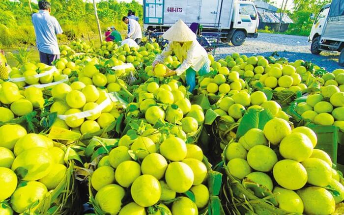 Yêu cầu chung đối với vùng trồng xuất khẩu