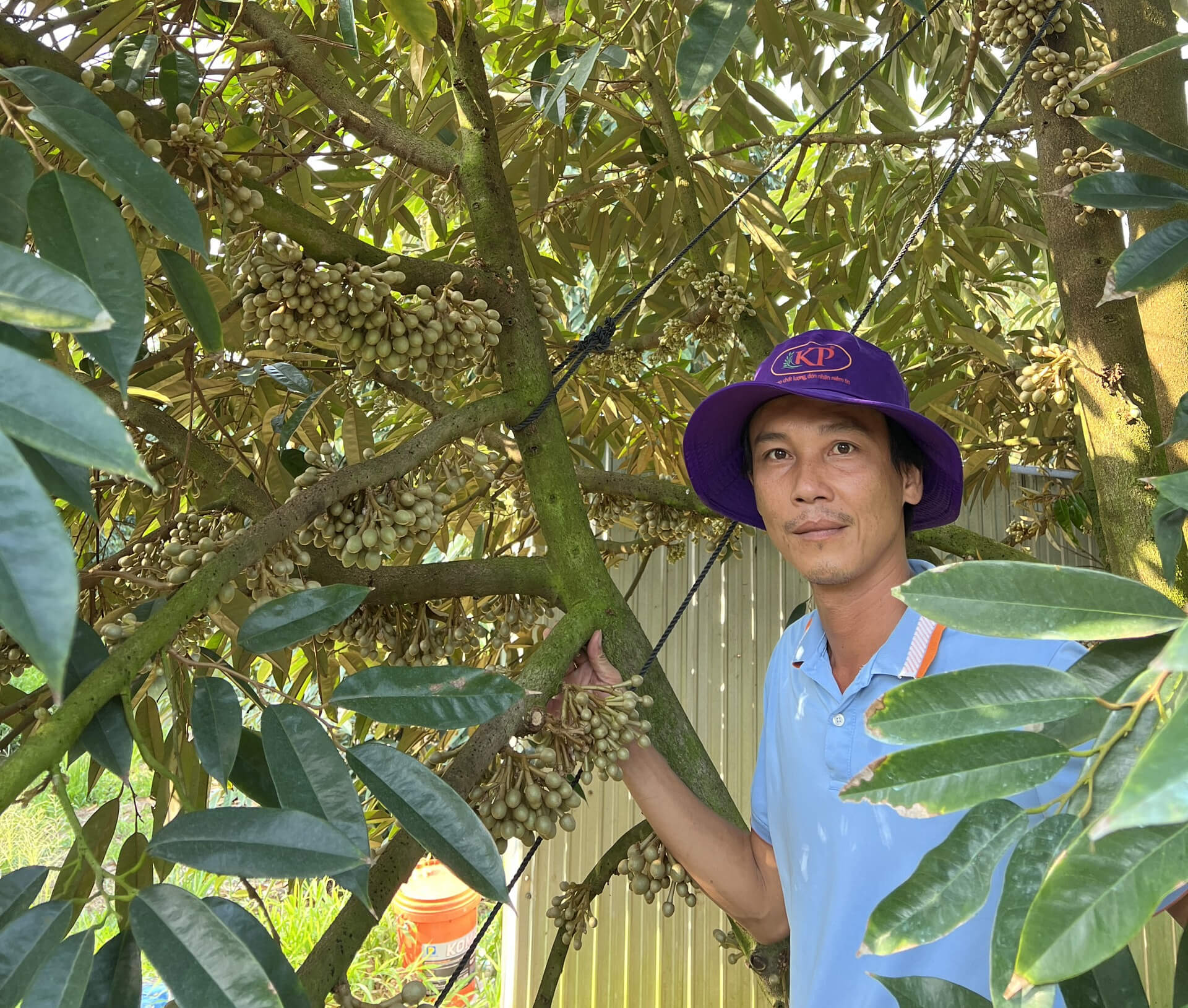 Yêu cầu kiểm dịch đối với quả sâu riêng xuất khẩu từ Việt Nam sang Trung Quốc