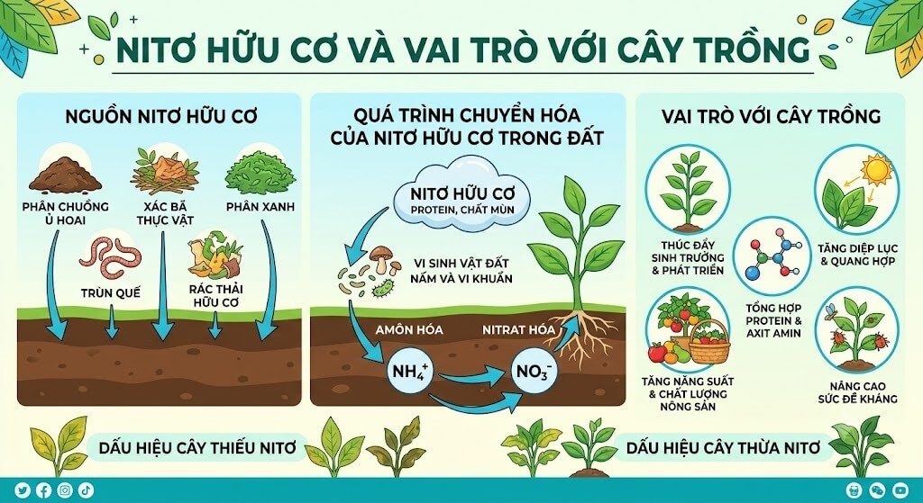 Nitơ Hữu Cơ Là Gì? Vai Trò "Dinh Dưỡng Xanh" Cho Cây Trồng
