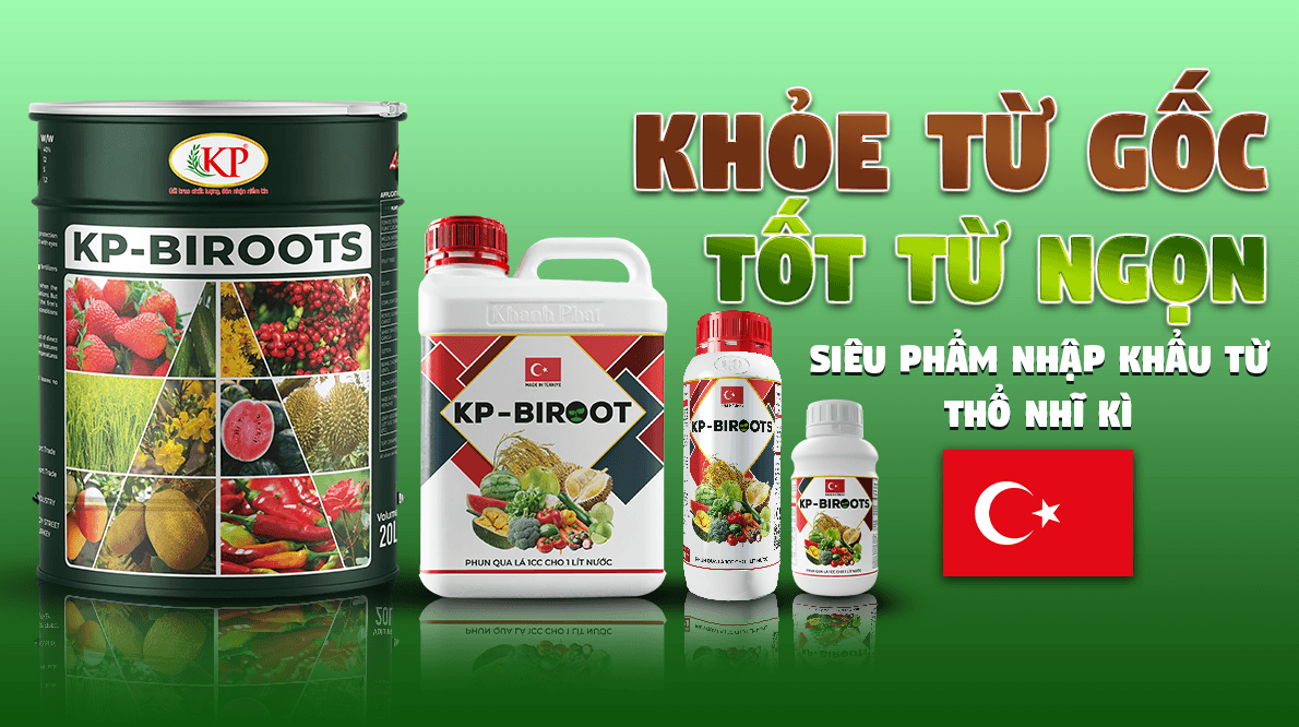 KP-BIROOTS: Bí Quyết Số 1 Kích Rễ, Dưỡng Sầu Riêng Chuẩn Thổ Nhĩ Kỳ