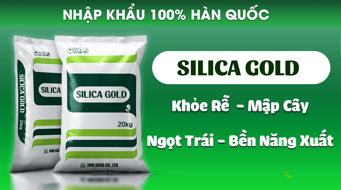 SILICA GOLD: Giải Pháp 5 Trong 1 Giúp Kích Rễ, Hạ Phèn, Tăng Năng Suất
