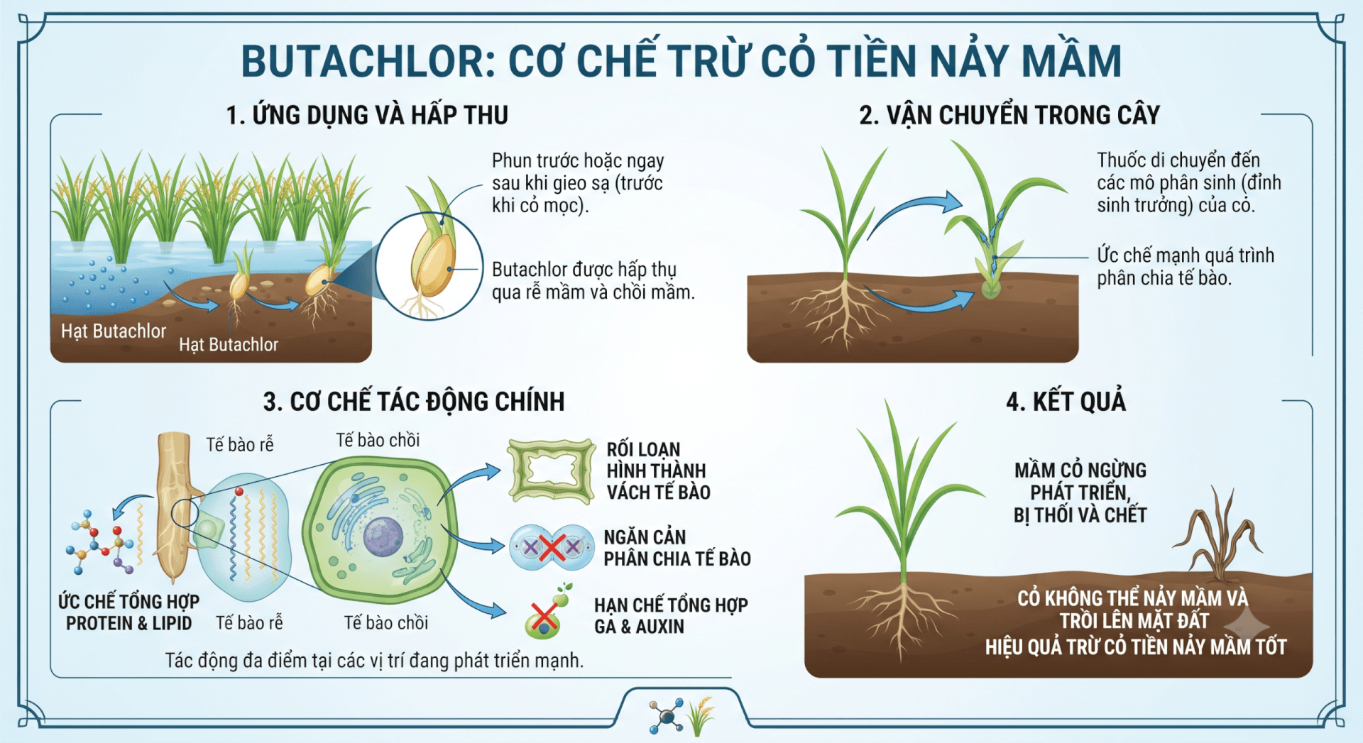 Butachlor Là Gì? Cơ Chế & Công Dụng Trừ Cỏ Tiền Nảy Mầm Cho Lúa
