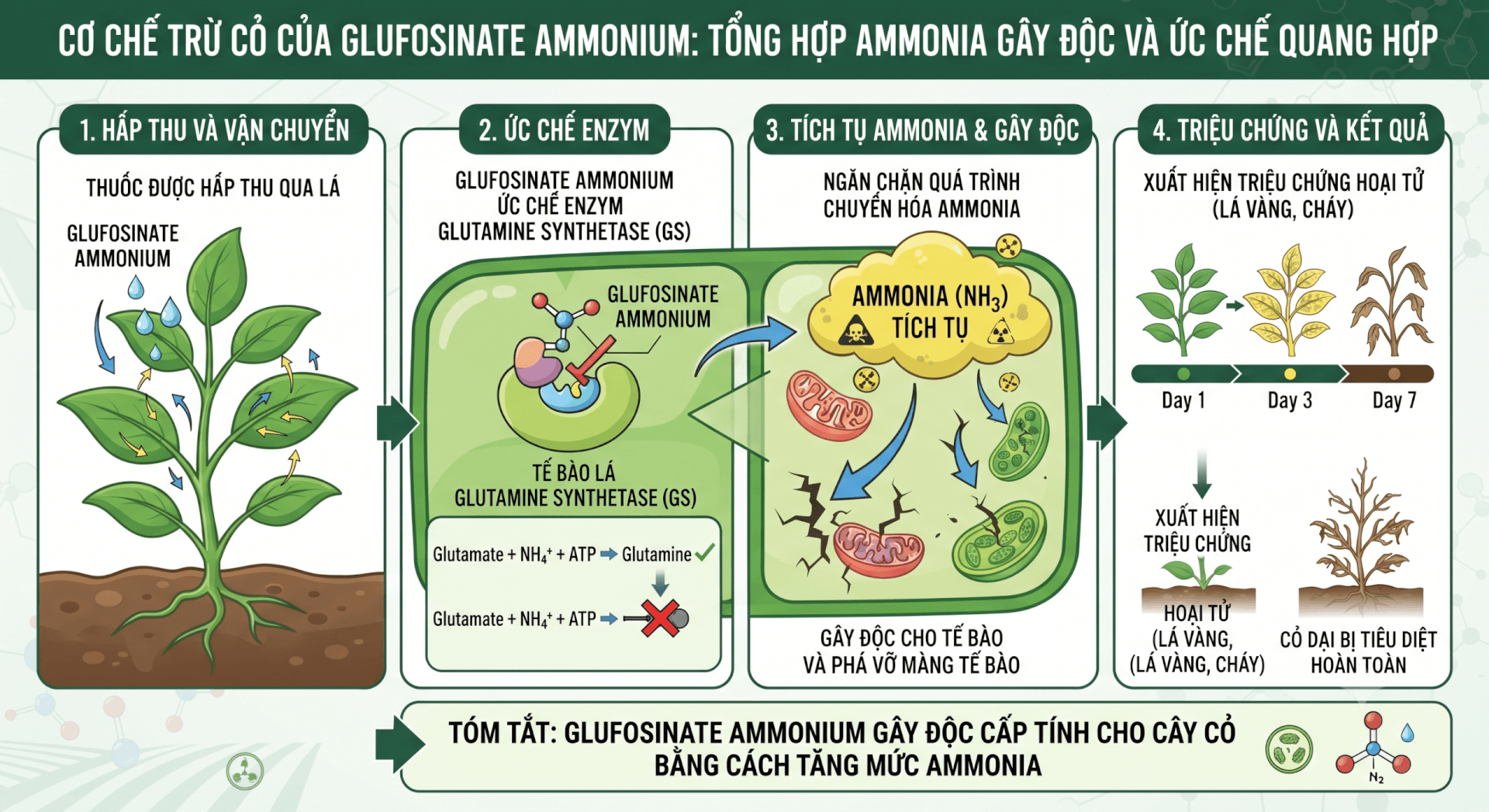 Glufosinate Ammonium Là Gì? Cơ Chế Diệt Cỏ & Ứng Dụng Thực Tế