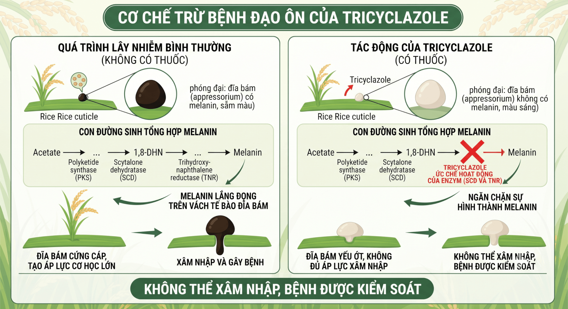 Tricyclazole Là Gì? Cơ Chế & Công Dụng Đặc Trị Đạo Ôn Trên Lúa
