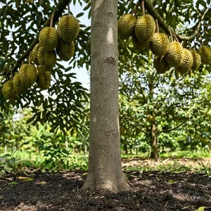 cach-phuc-hoi-bo-re-sau-rieng