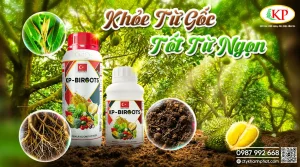 cach-phuc-hoi-bo-re-sau-rieng