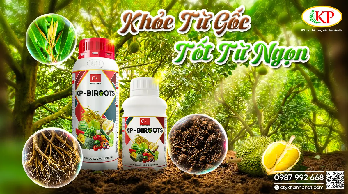 cach-phuc-hoi-bo-re-sau-rieng