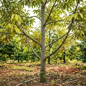 cach-phuc-hoi-re-sau-rieng