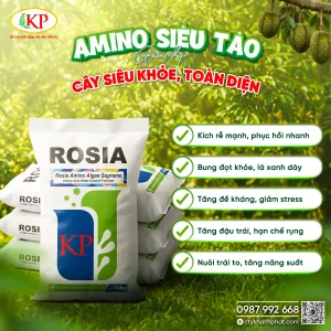 Amino Siêu Tảo - Bí Quyết Sầu Riêng Trĩu Quả, Lá Xanh Dày